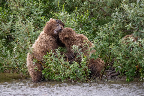 Ak, Alaska, America, August, Brook, Brown, Caniformia, Carnivora, Color, Colors, Katmai, Mammalia, National Park, Park, Protected...