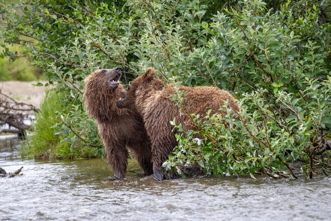 Ak, Alaska, America, August, Brook, Brown, Caniformia, Carnivora, Color, Colors, Katmai, Mammalia, National Park, Park, Protected...