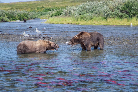 Ak, Alaska, America, August, Brook, Brown, Caniformia, Carnivora, Color, Colors, Katmai, Mammalia, National Park, Park, Protected...