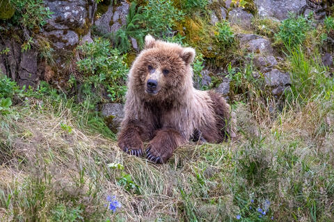 Ak, Alaska, America, August, Brook, Brown, Caniformia, Carnivora, Color, Colors, Katmai, Mammalia, National Park, Park, Protected...