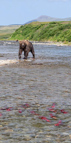 Ak, Alaska, America, August, Brook, Brown, Caniformia, Carnivora, Color, Colors, Katmai, Mammalia, National Park, Park, Protected...