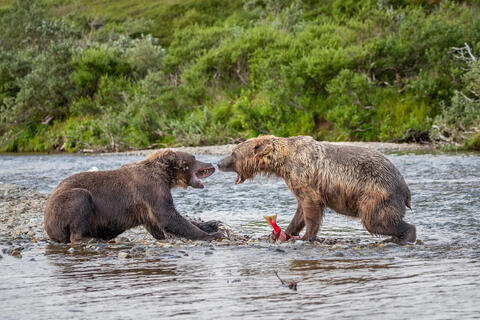two brown bears confront each other two battle for a salmon catch in a fish-stealing technique called pirating. 