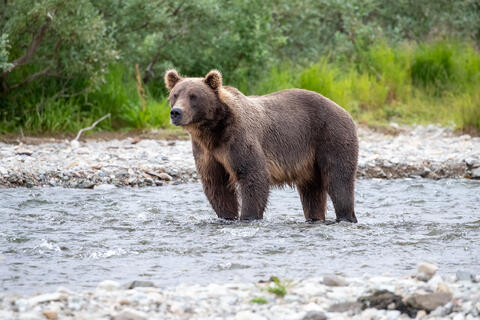 Ak, Alaska, America, August, Brook, Brown, Caniformia, Carnivora, Color, Colors, Katmai, Mammalia, National Park, Park, Protected...