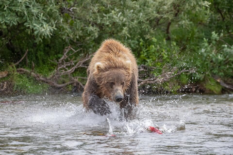 Ak, Alaska, America, August, Brook, Brown, Caniformia, Carnivora, Color, Colors, Katmai, Mammalia, National Park, Park, Protected...