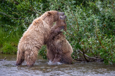 Two brown bear cubs play fight in the summer in katmai natioanl park in alaska. 
