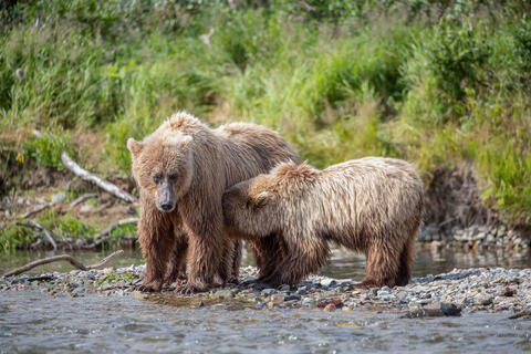 Ak, Alaska, America, August, Brook, Brown, Caniformia, Carnivora, Color, Colors, Katmai, Mammalia, National Park, Park, Protected...