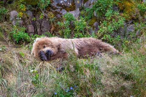 Ak, Alaska, America, August, Brook, Brown, Caniformia, Carnivora, Color, Colors, Katmai, Mammalia, National Park, Park, Protected...