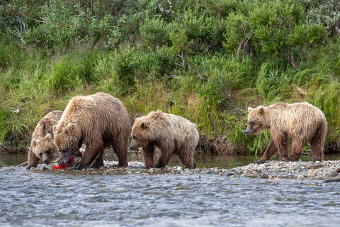 Ak, Alaska, America, August, Brook, Brown, Caniformia, Carnivora, Color, Colors, Katmai, Mammalia, National Park, Park, Protected...