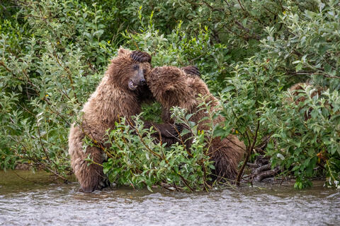 Ak, Alaska, America, August, Brook, Brown, Caniformia, Carnivora, Color, Colors, Katmai, Mammalia, National Park, Park, Protected...