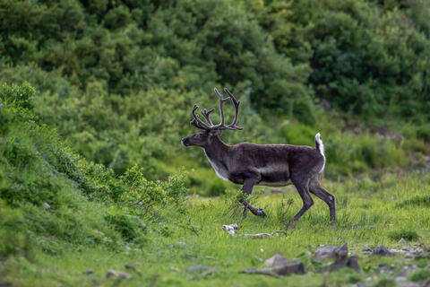 An alert caribou with antlers draped in velvet struts along during the summer months in alaska, usa