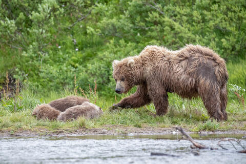 Ak, Alaska, America, August, Brook, Brown, Caniformia, Carnivora, Color, Colors, Katmai, Mammalia, National Park, Park, Protected...