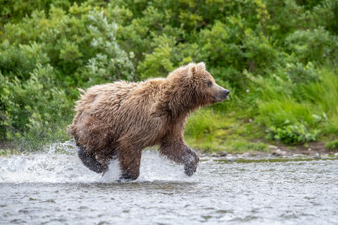 Ak, Alaska, America, August, Brook, Brown, Caniformia, Carnivora, Color, Colors, Katmai, Mammalia, National Park, Park, Protected...