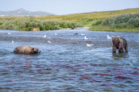 Ak, Alaska, America, August, Brook, Brown, Caniformia, Carnivora, Color, Colors, Katmai, Mammalia, National Park, Park, Protected...