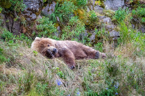 Ak, Alaska, America, August, Brook, Brown, Caniformia, Carnivora, Color, Colors, Katmai, Mammalia, National Park, Park, Protected...