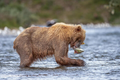 Ak, Alaska, America, August, Brook, Brown, Caniformia, Carnivora, Color, Colors, Katmai, Mammalia, National Park, Park, Protected...