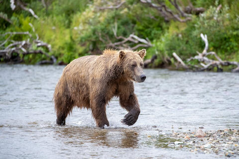 Ak, Alaska, America, August, Brook, Brown, Caniformia, Carnivora, Color, Colors, Katmai, Mammalia, National Park, Park, Protected...