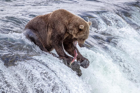 Ak, Alaska, America, August, Brook, Brown, Caniformia, Carnivora, Color, Colors, Katmai, Mammalia, National Park, Park, Protected...
