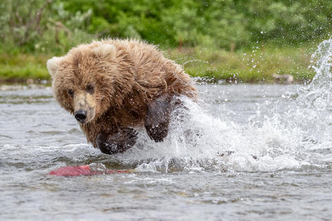 Ak, Alaska, America, August, Brook, Brown, Caniformia, Carnivora, Color, Colors, Katmai, Mammalia, National Park, Park, Protected...