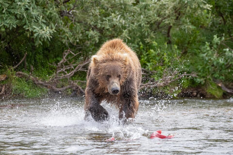 Ak, Alaska, America, August, Brook, Brown, Caniformia, Carnivora, Color, Colors, Katmai, Mammalia, National Park, Park, Protected...