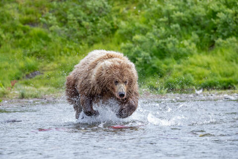 Ak, Alaska, America, August, Brook, Brown, Caniformia, Carnivora, Color, Colors, Katmai, Mammalia, National Park, Park, Protected...