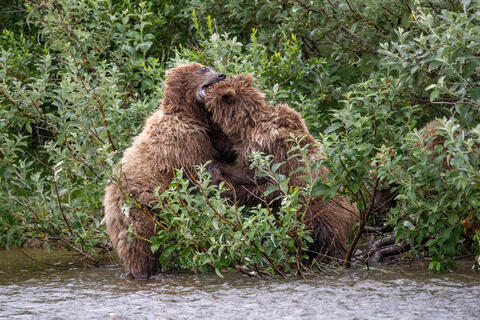 Ak, Alaska, America, August, Brook, Brown, Caniformia, Carnivora, Color, Colors, Katmai, Mammalia, National Park, Park, Protected...