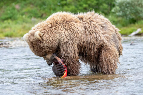 Ak, Alaska, America, August, Brook, Brown, Caniformia, Carnivora, Color, Colors, Katmai, Mammalia, National Park, Park, Protected...