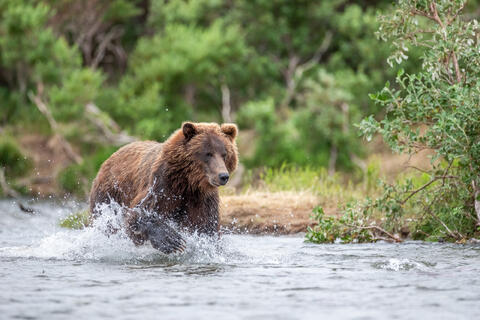 Ak, Alaska, America, August, Brook, Brown, Caniformia, Carnivora, Color, Colors, Katmai, Mammalia, National Park, Park, Protected...