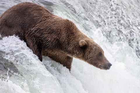 Ak, Alaska, America, August, Brook, Brown, Caniformia, Carnivora, Color, Colors, Katmai, Mammalia, National Park, Park, Protected...