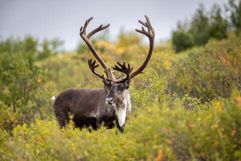 A caribou still seen in summer velvet is seen in the alpine tundra of denali national park in alaska in the summer 