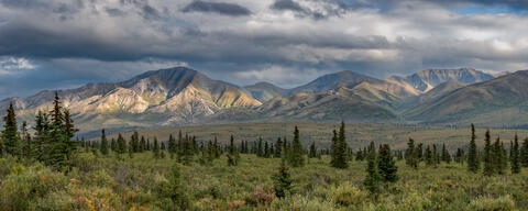 Moose Country