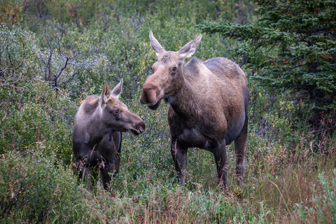 A moose cow and calf are seen together while browsing in the fall in Denali national park in Alaska. 