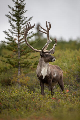 A bull caribou with antlers in velvet scans the tundra during the summer in denali national park in alaska. 