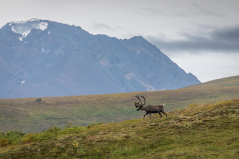 An alpine caribou still draped in velvet is seen in the alpine tundra during the summer in alaska with mountains in the background in denali national park.