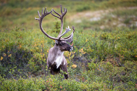 A bull caribou scans the horizon in denali national park in alaska during the summer months. 