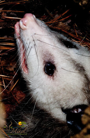 An opossum is seen close-up in a tree hollow.