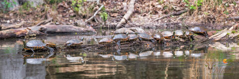 Painted turtles basking in the sun on a log.