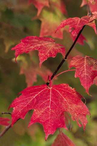 red maple leaves at the height of color in fall in Maine