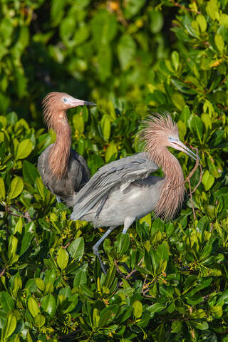 Two mating reddish egrets in brreding plumage build a nest amongst the mangroves in belize, central America