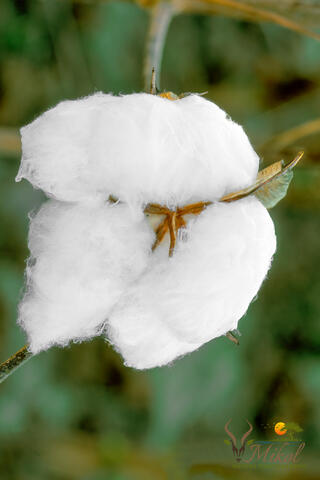 Closeup of a cotton boll from South carolina, USA