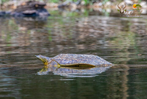 Spiny Softshell turtle basks on a log