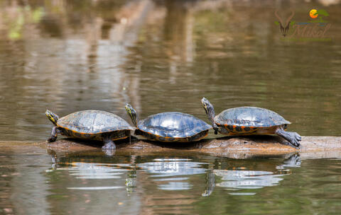 Painted Turtles basking in the sun on a log