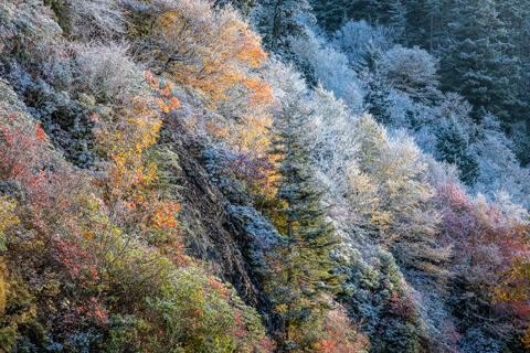 The Colorful fall foliage of deciduous trees lie covered in snow as the transition to winter progresses. 