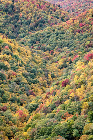 Fall color is on display in autumn in North Carolina along the blue ridge parkway as mountains cascade down with their bases meeting in a zig-zag pattern