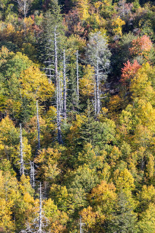 Live and Dead Trees in Fall