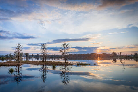 Sunburst, cypress trees, and clouds are reflected in the calm waters of a blackwater river in coastal South Carolina, USA