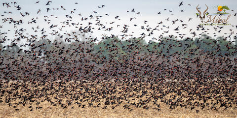 Flock of Red-winged Blackbirds