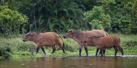 African, forest, buffalo, congo, Africa, bai, rainforest, forest, water, calm, mud, minerals,  Syncerus, caffer, nanus, small...