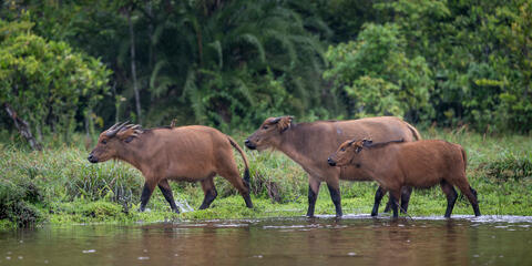 Three african forest buffalo are seen in the waters of the  bai in congo, africa in odzala national park