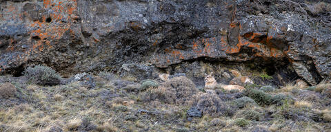  A puma rests sheltered among the rocky cliffs in patagonia, chile just outside of the park Torres del PAine