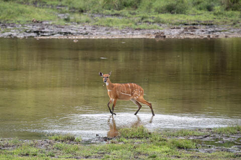 Bushbuck Wading